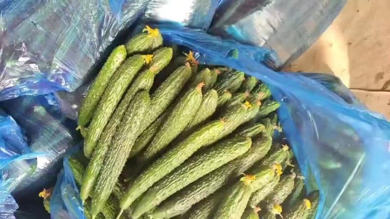 山东密刺黄瓜干花带刺产地直发代收代发全国供应市场商超