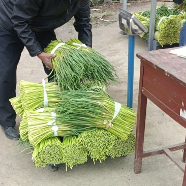 蒜薹
