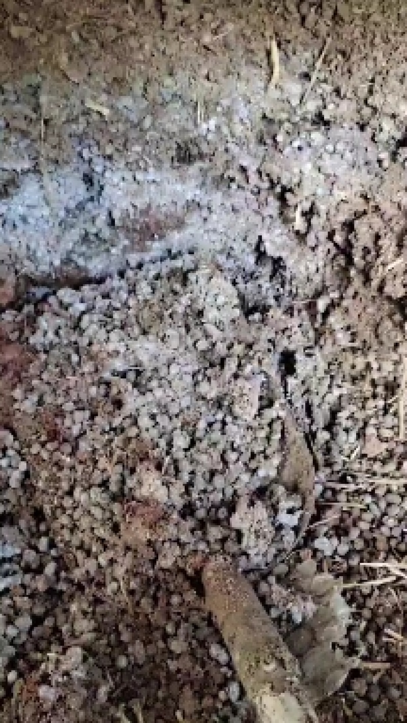 纯羊粪有机肥.
