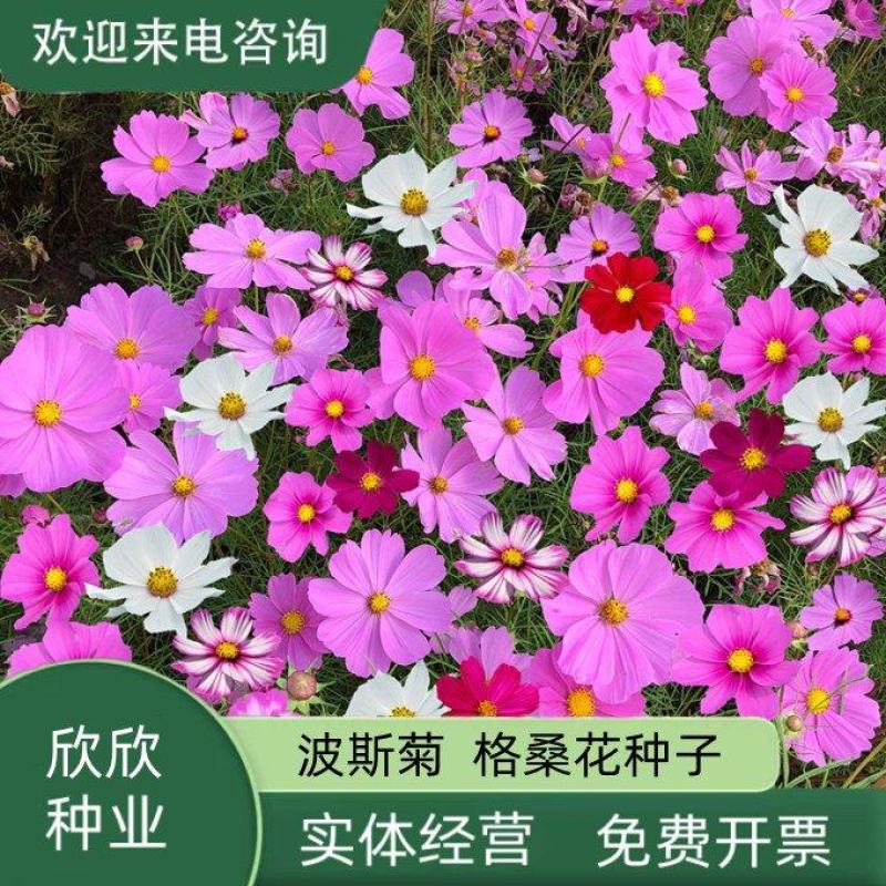 格桑花种子波斯菊种子四季草花籽孑盆栽庭院种植花海组合打造