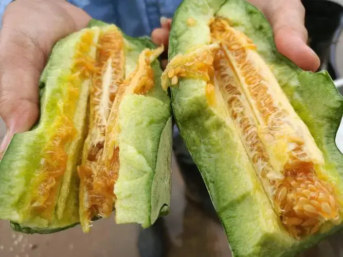 羊角蜜甜瓜切开果肉特写