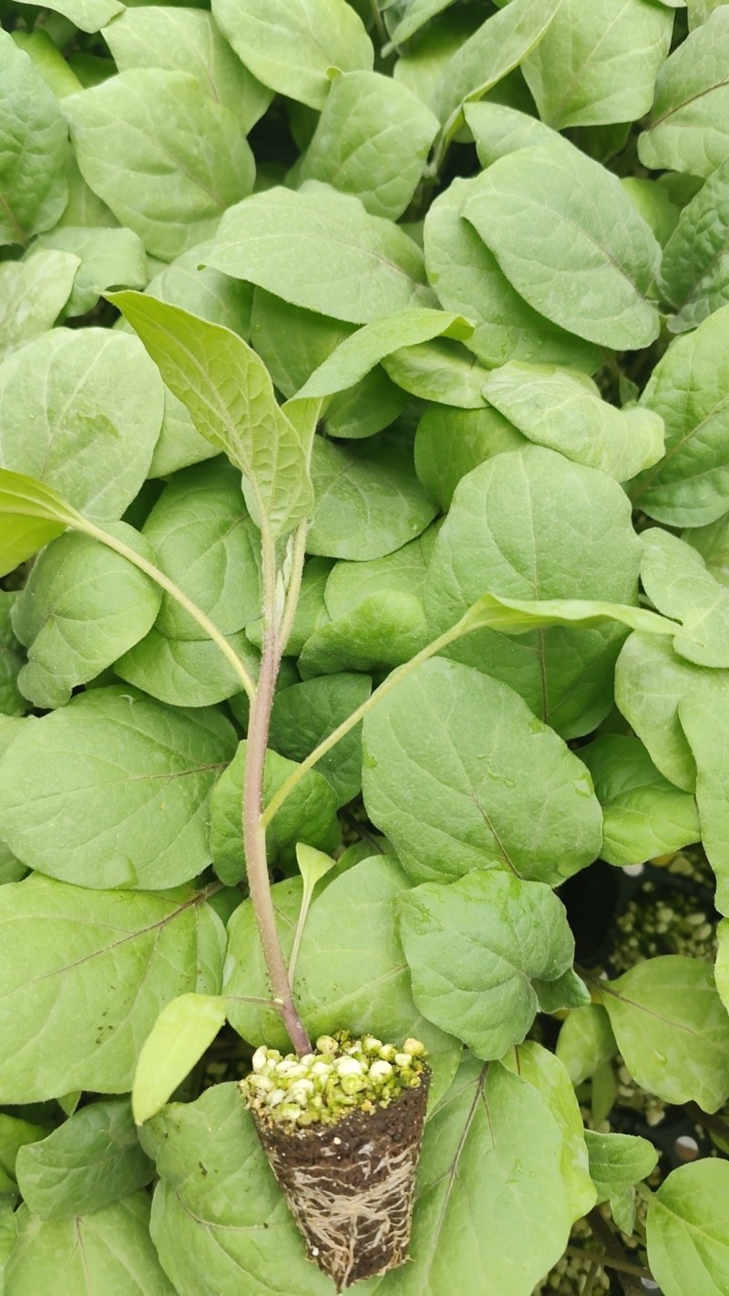 大龙长茄子苗自根紫把长茄种苗紫黑皮大龙嫁接茄子苗