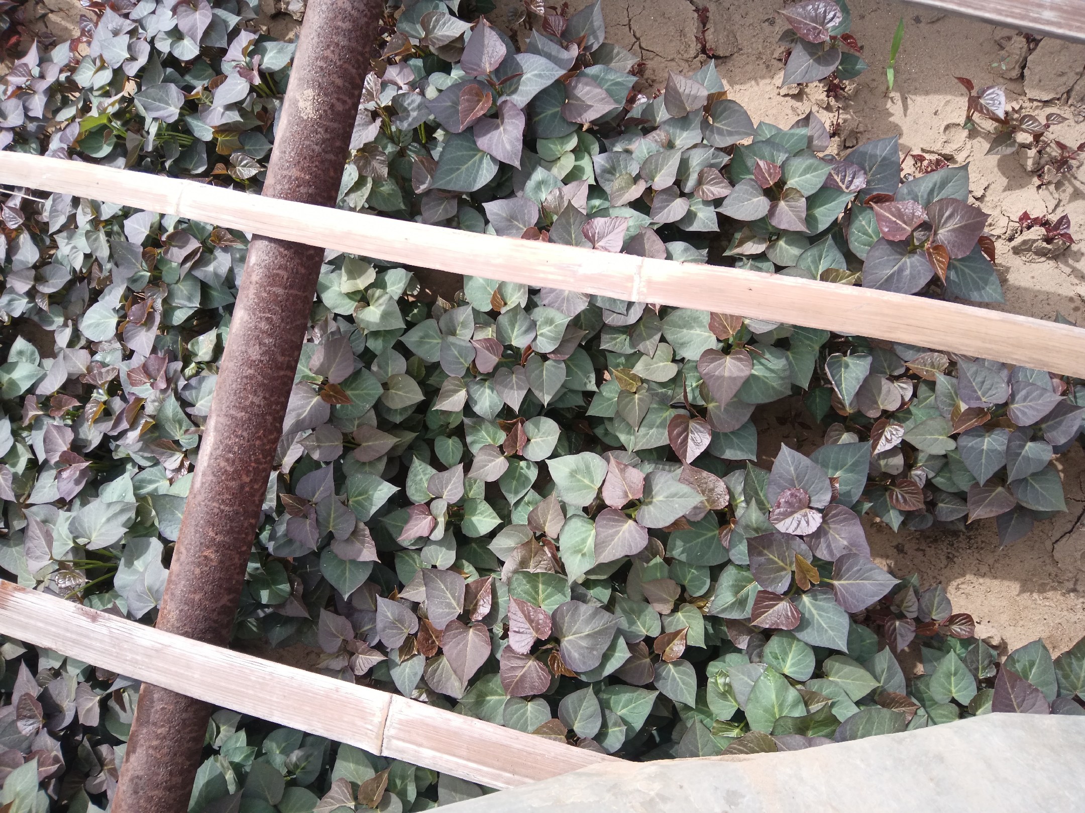 烟薯种植周期图