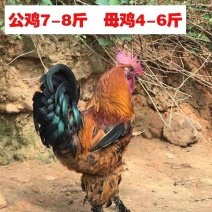 【安徽】无量山乌骨鸡苗包防疫包成活率货到满意付款诚信至上