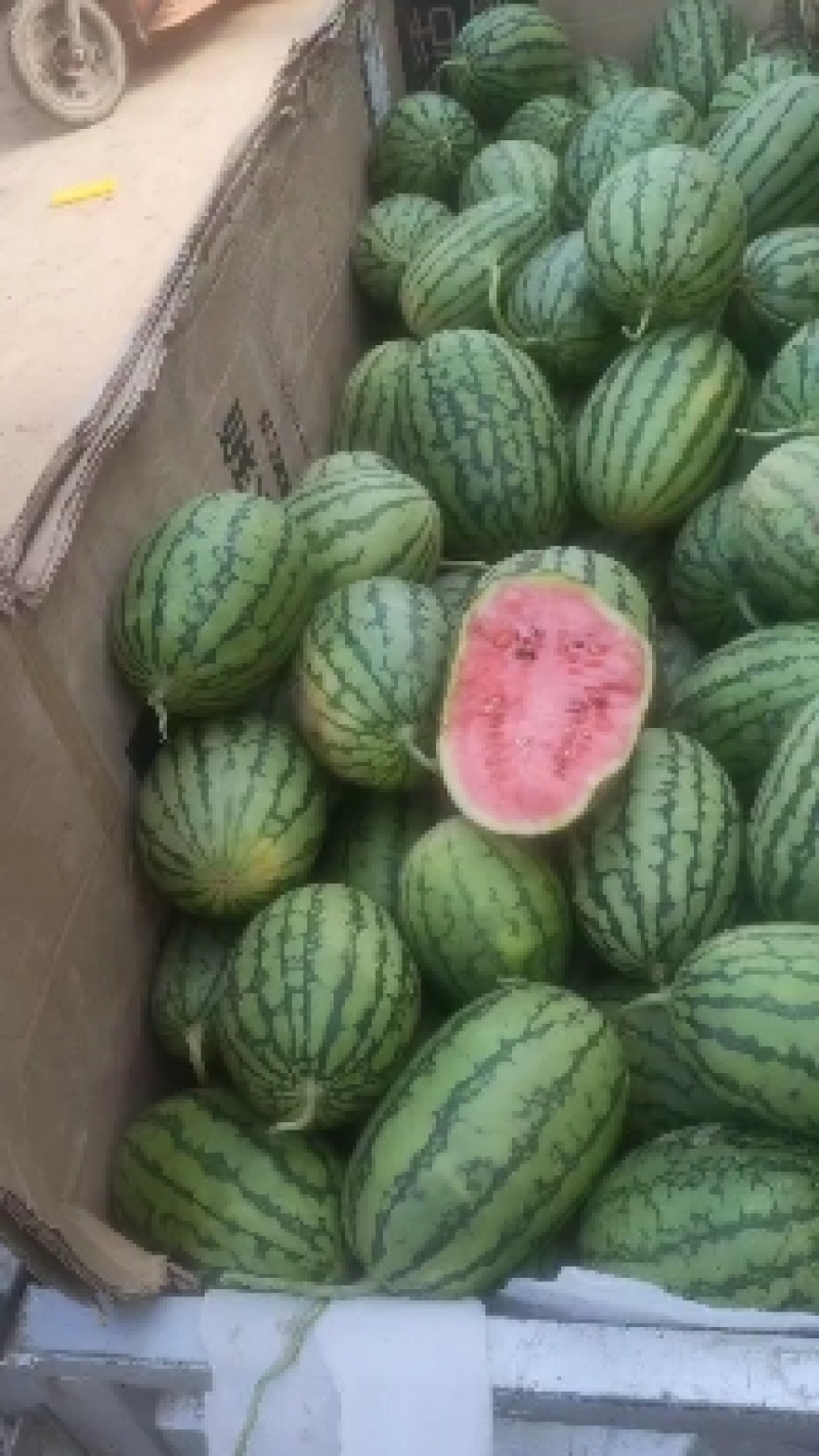 砀山早春红玉大量现货质量好价格便宜欢迎各位老板前来采