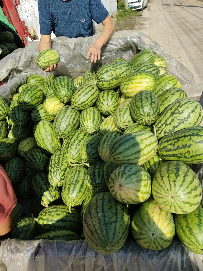 砀山早春红玉大量现货质量好价格便宜欢迎各位老板前来采