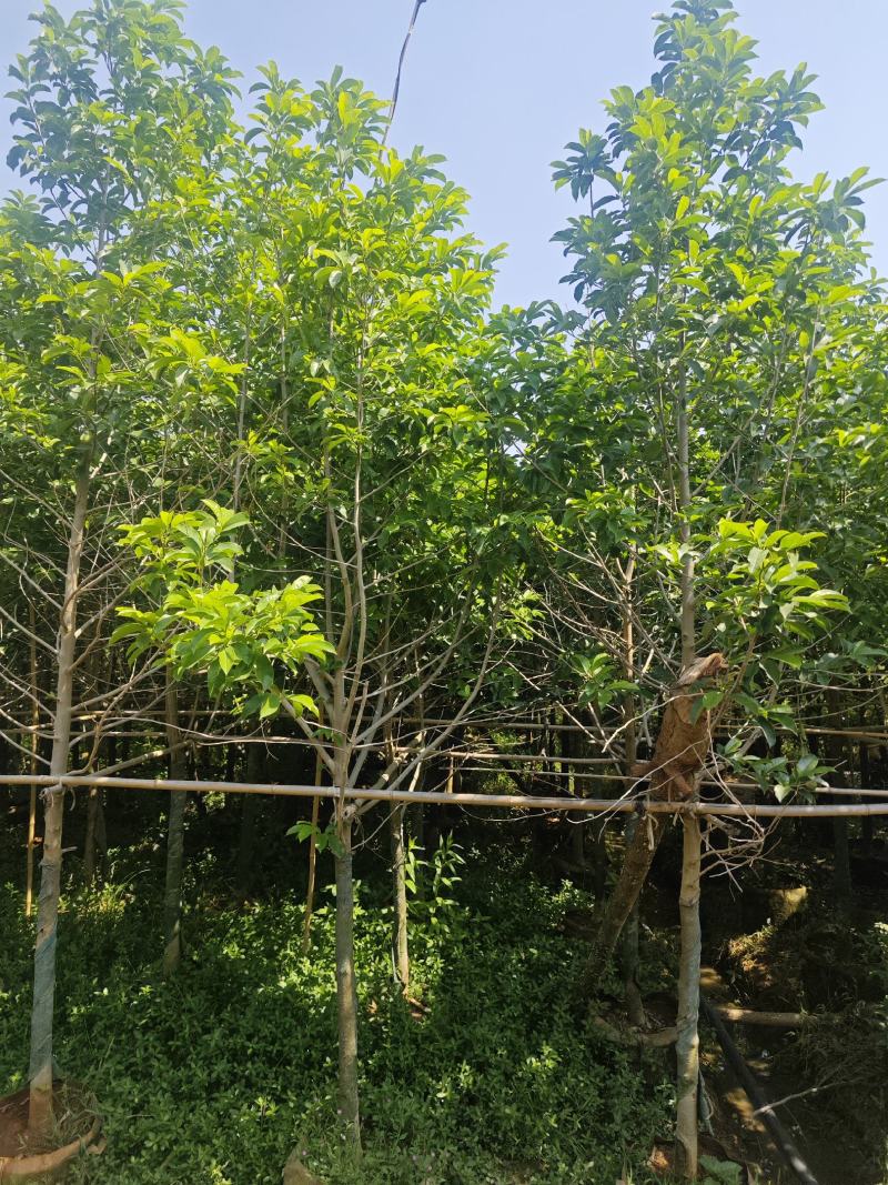 宜良6-8公分乐昌含笑