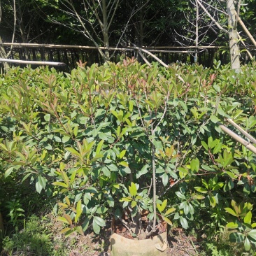 宜良80-120红叶石楠毛球