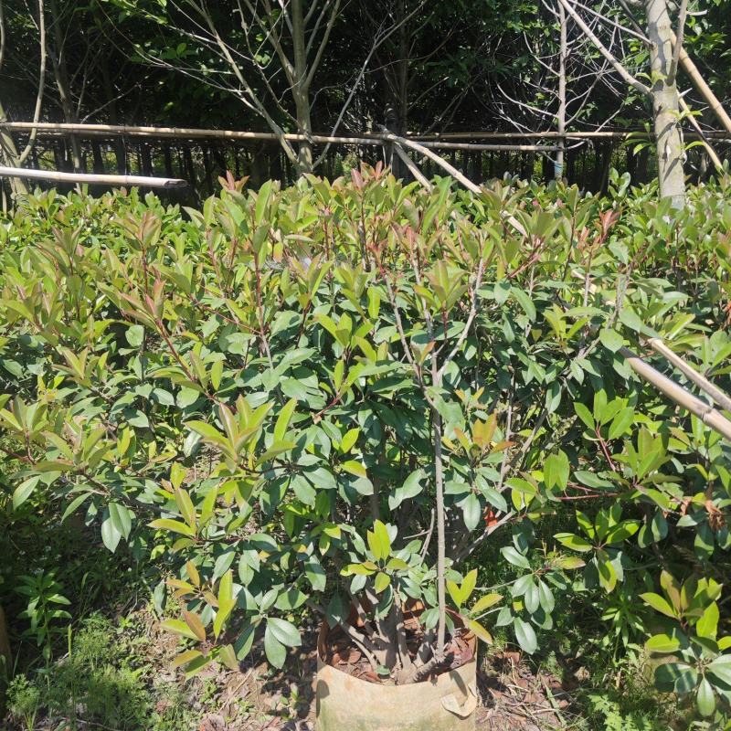 宜良80-120红叶石楠毛球