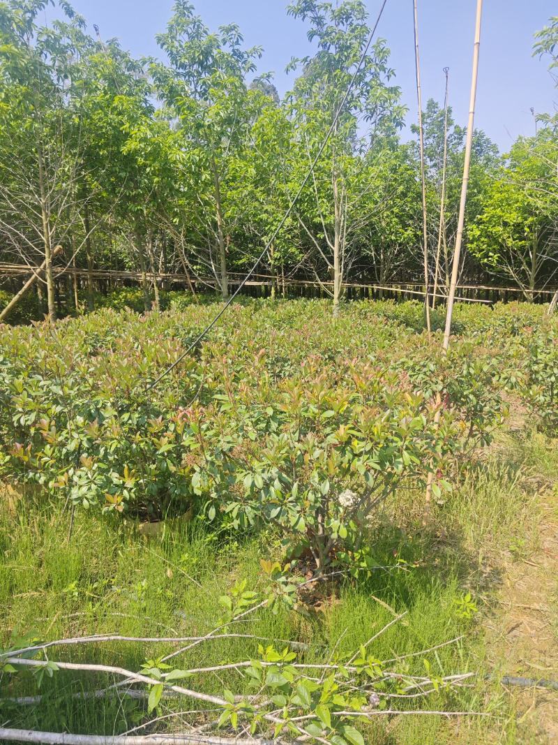 宜良80-120红叶石楠毛球