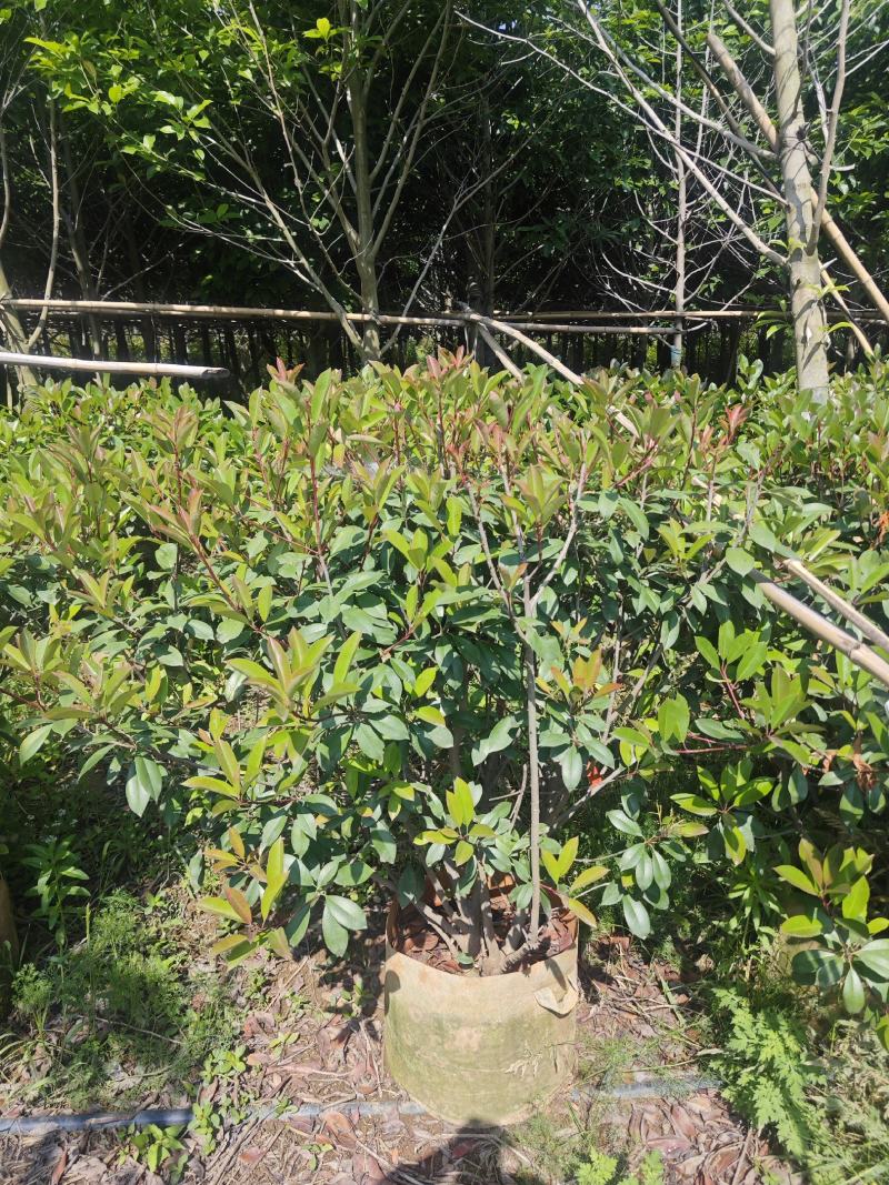 宜良80-120红叶石楠毛球