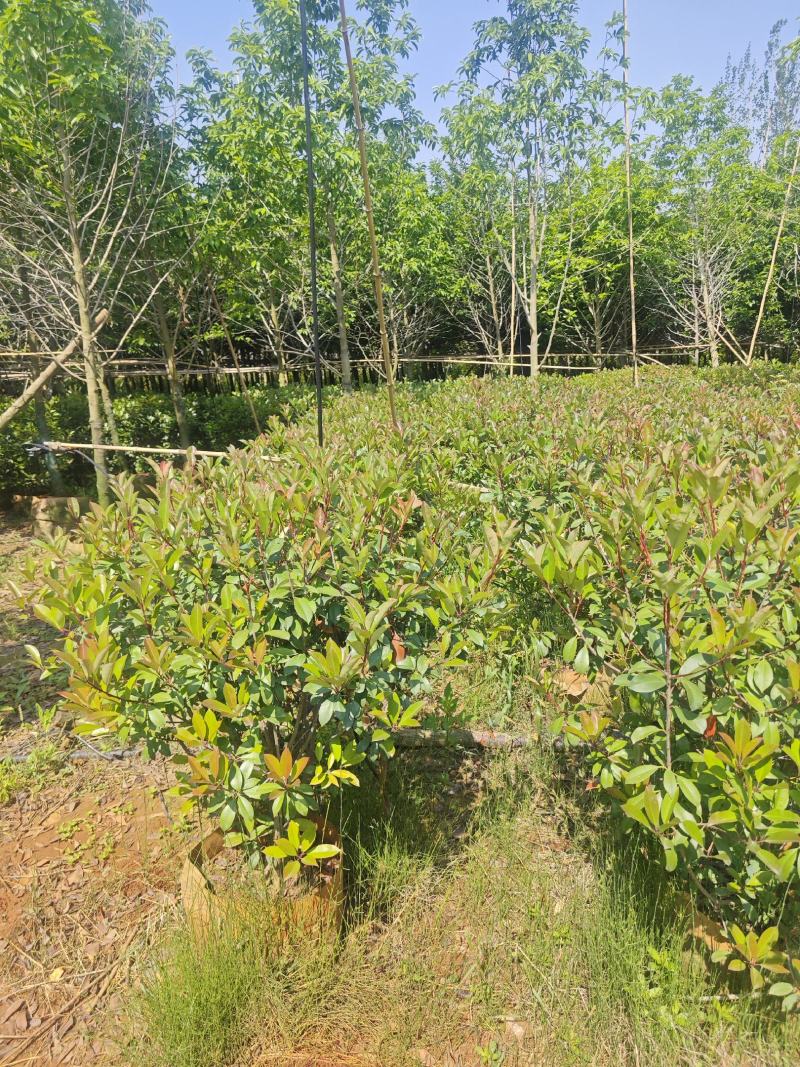 宜良80-120红叶石楠毛球