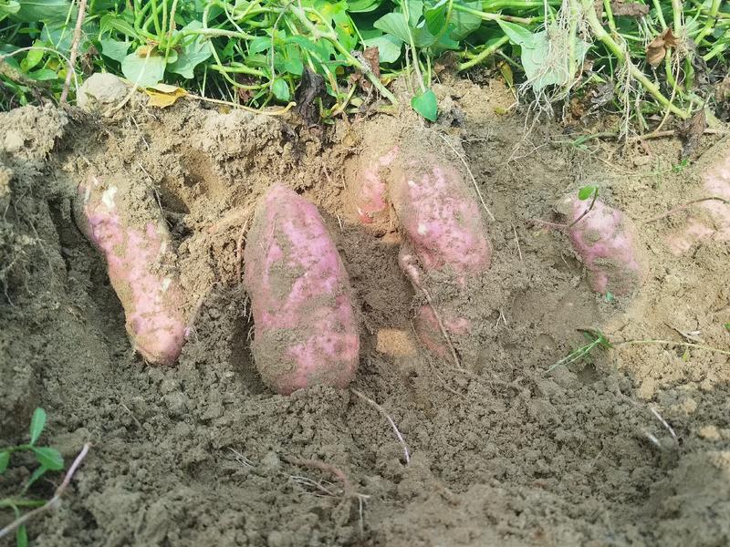白心红薯起量了统货开挖
