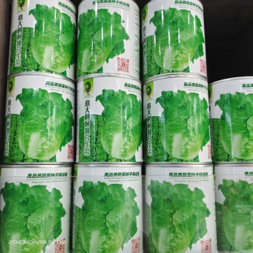 【精品】量大批发耐抽苔生菜种子半结球生菜种子100克