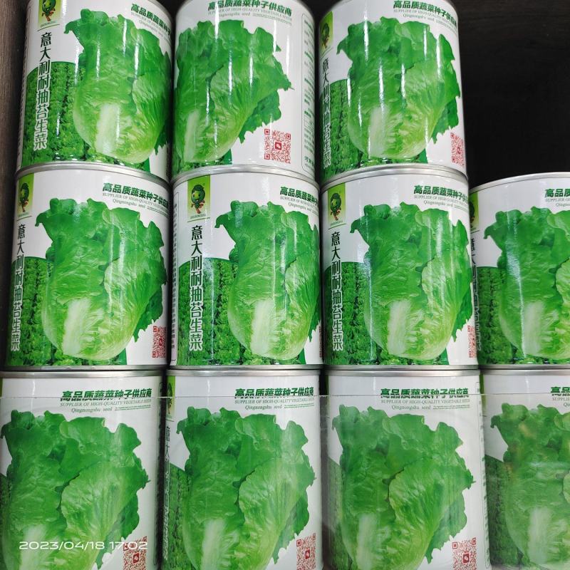 【精品】量大批发耐抽苔生菜种子半结球生菜种子100克