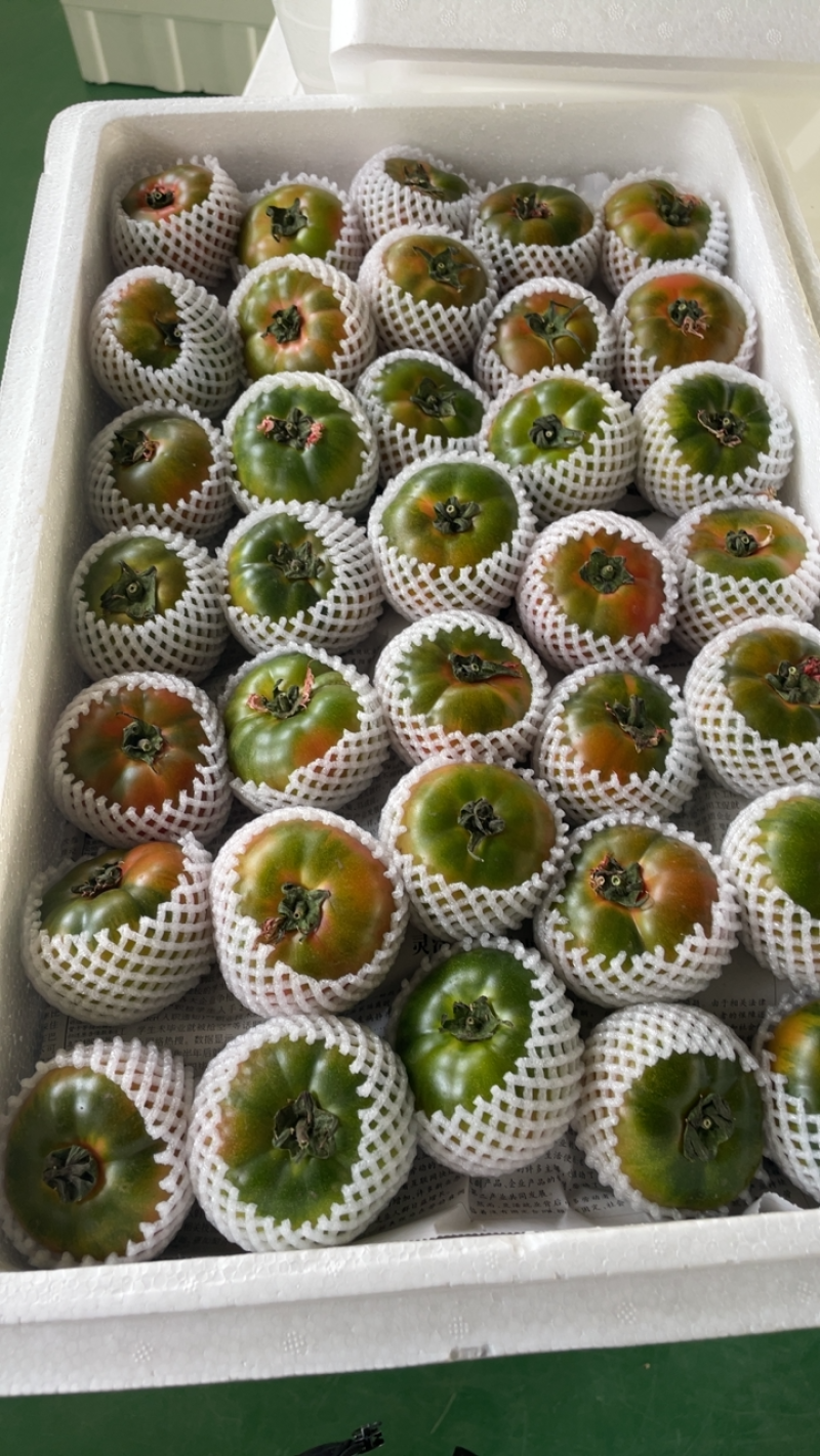 盘锦碱地柿子