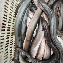 冰鲜鳗鱼，原产地发货，可长期供货，受理