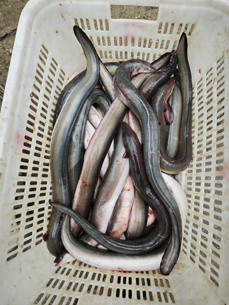 冰鲜鳗鱼，原产地发货，可长期供货，受理代发
