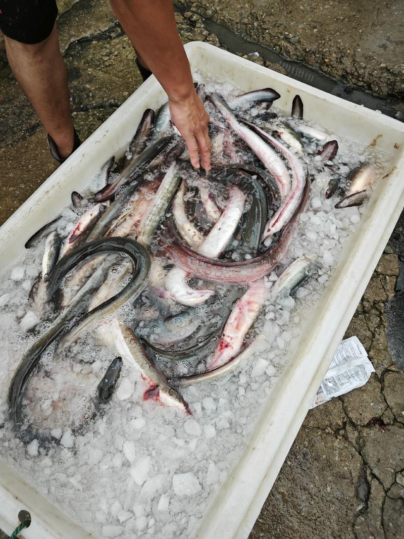 冰鲜鳗鱼，原产地发货，可长期供货，受理代发