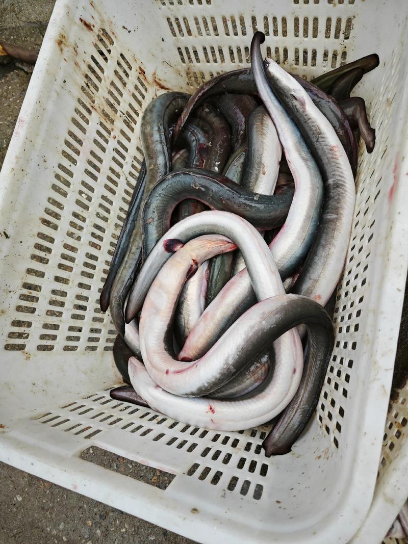 冰鲜鳗鱼，原产地发货，可长期供货，受理代发