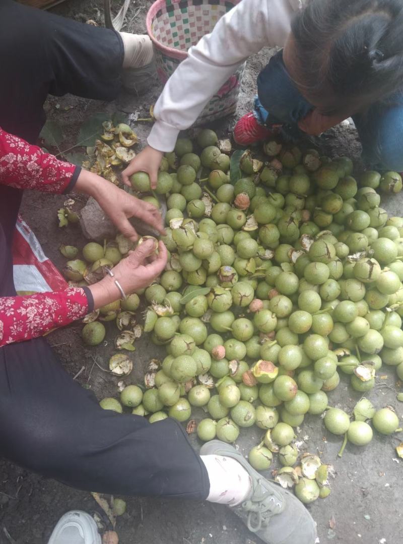 阿坝本地自家种植核桃是保证可视频看货，欢迎联系