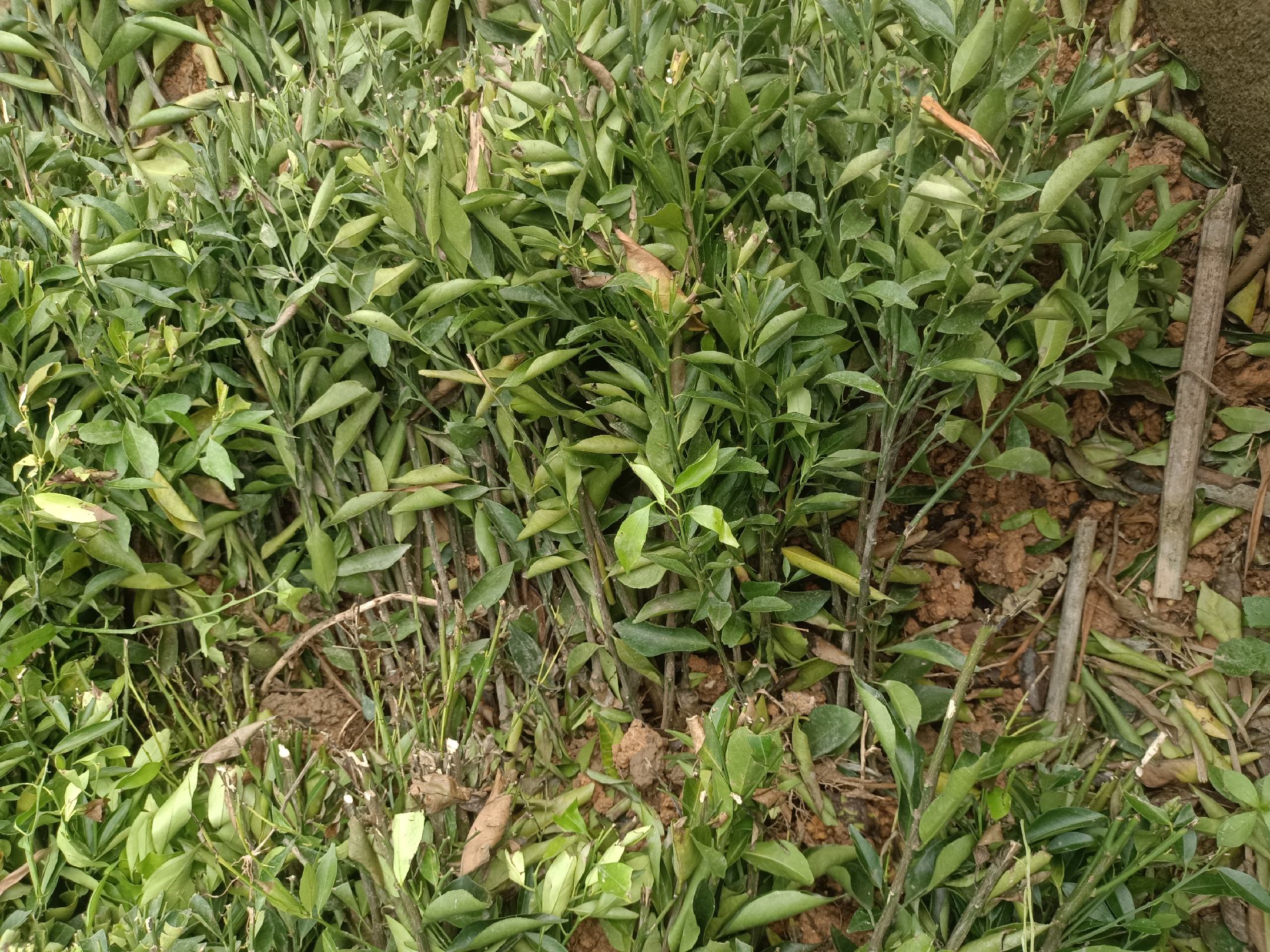 果农正在使用修枝剪对柑桔树进行整形修剪,树枝被整齐地剪去多余部分 柑桔树修剪过程