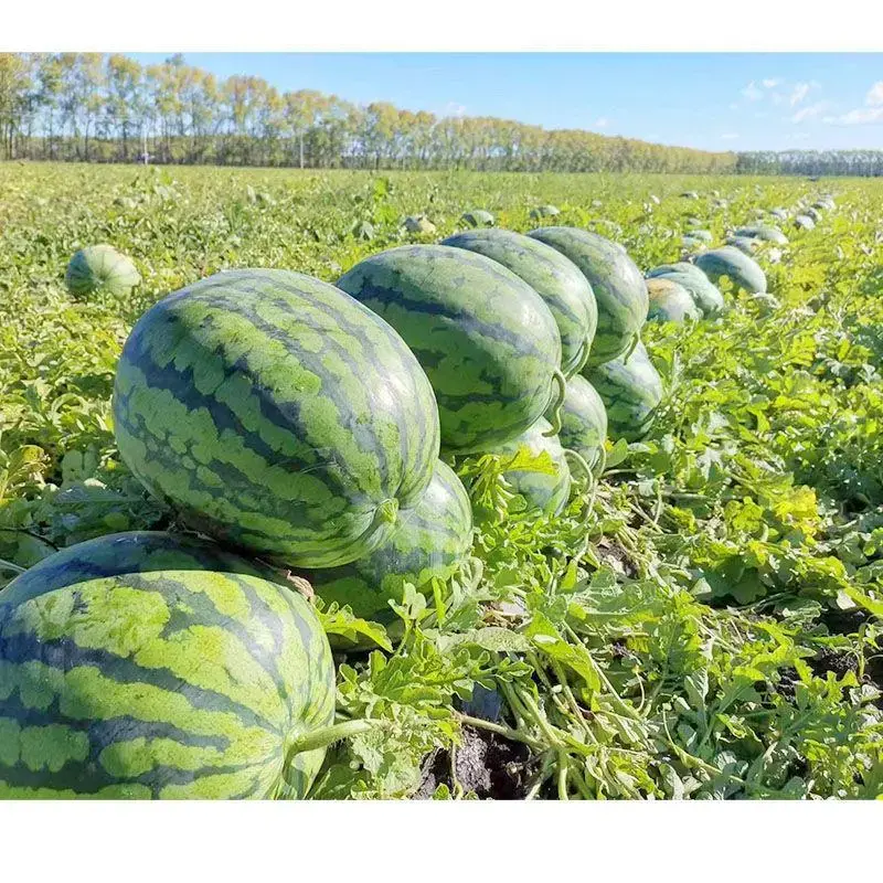 【包熟包甜】甜王西瓜陕西西瓜蒲城西瓜对接全国批发商