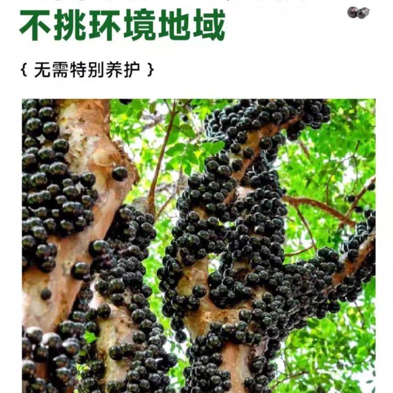 树葡萄