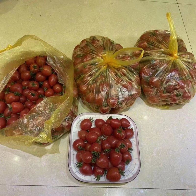 大棚千喜小番茄上市了需要的老板联系