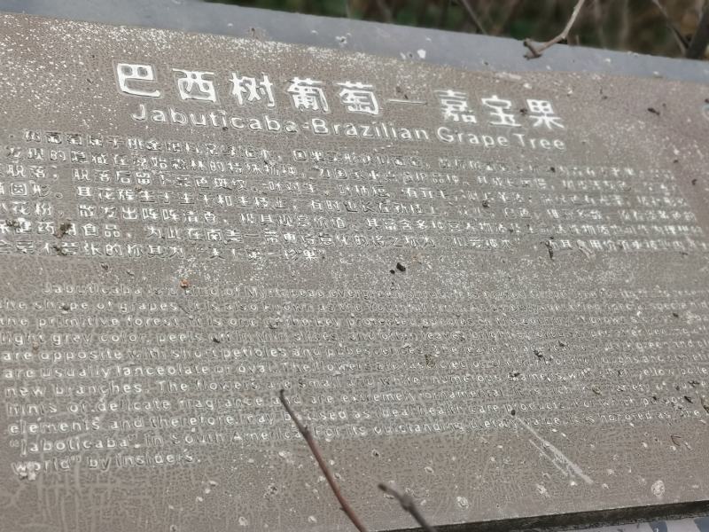树葡萄