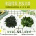 裙带小叶海带裙带荣成盐渍裙带叶海白菜叶海菜螺旋藻非干货