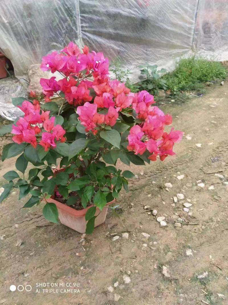 大量供应三角梅，基地现发，量大从优，一条龙服务。