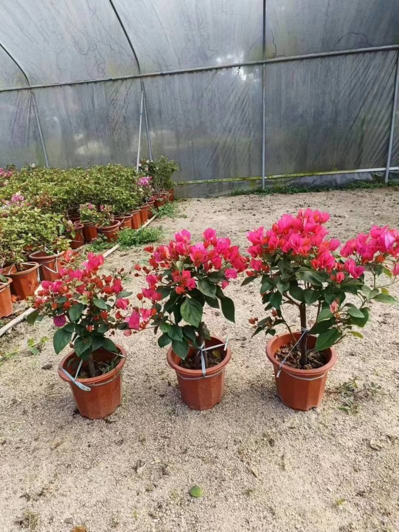 大量供应三角梅，基地现发，量大从优，一条龙服务。