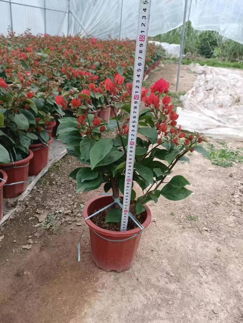 大量供应三角梅，基地现发，量大从优，一条龙服务。