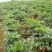 新采当归种子纯新岷当归欧当归籽提供种植技术药用食用四季庭