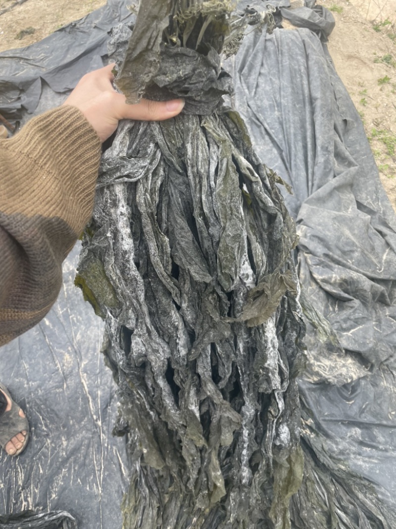 福建特级无沙干海带干货1斤天然日晒厚海带特产