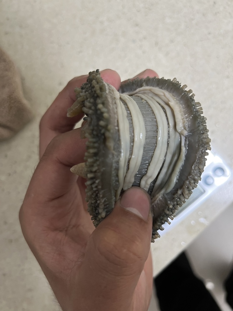 【推荐】高品质刺参辽参自家加工，各种淡干海参联系