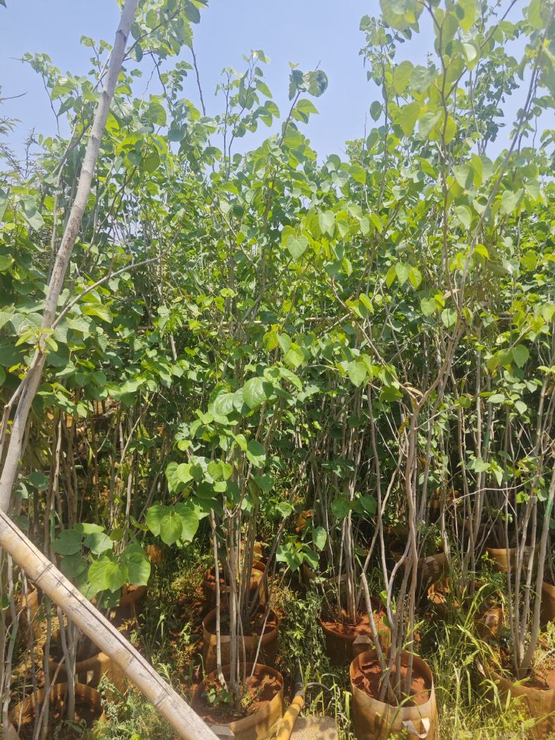 丛生紫荆