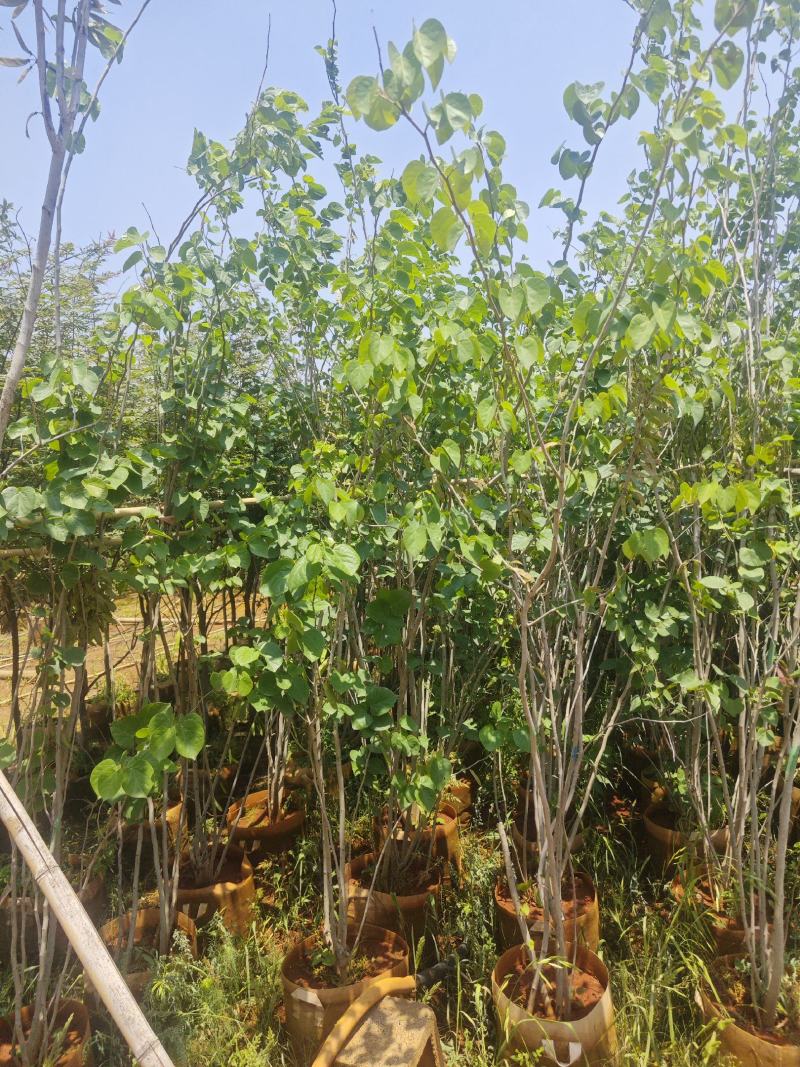 丛生紫荆