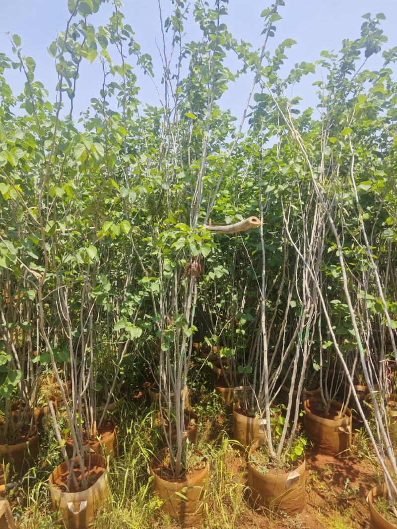 丛生紫荆
