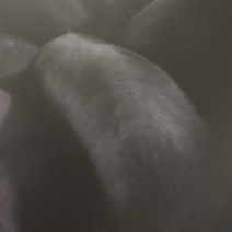 土黑猪