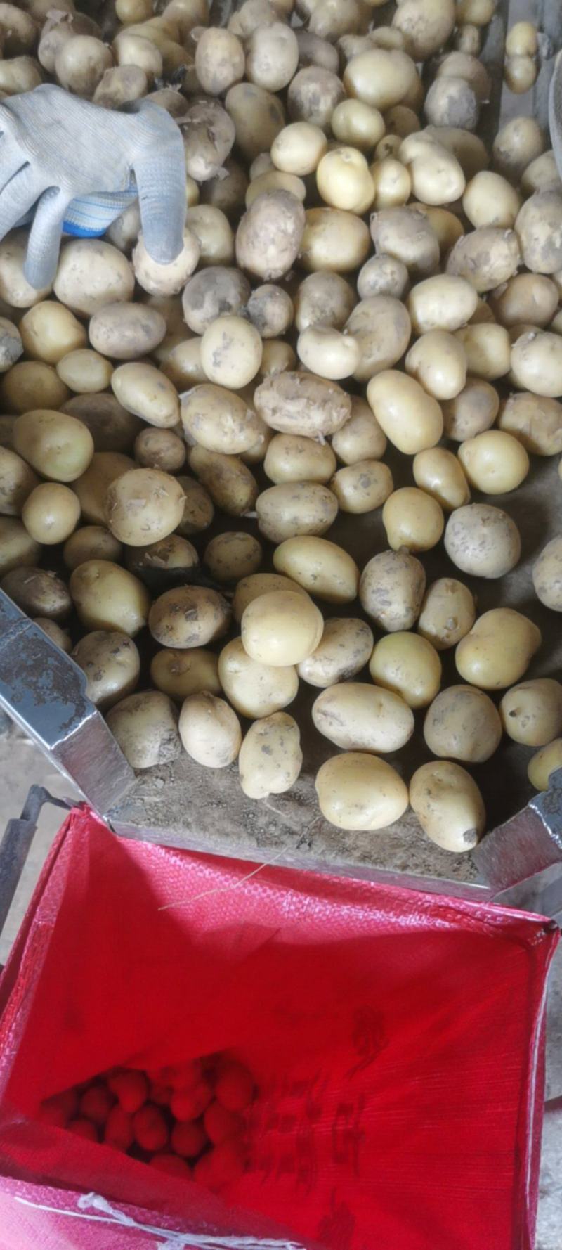 滕州新鲜精品小土豆20克到35克，箱装代装大量供应