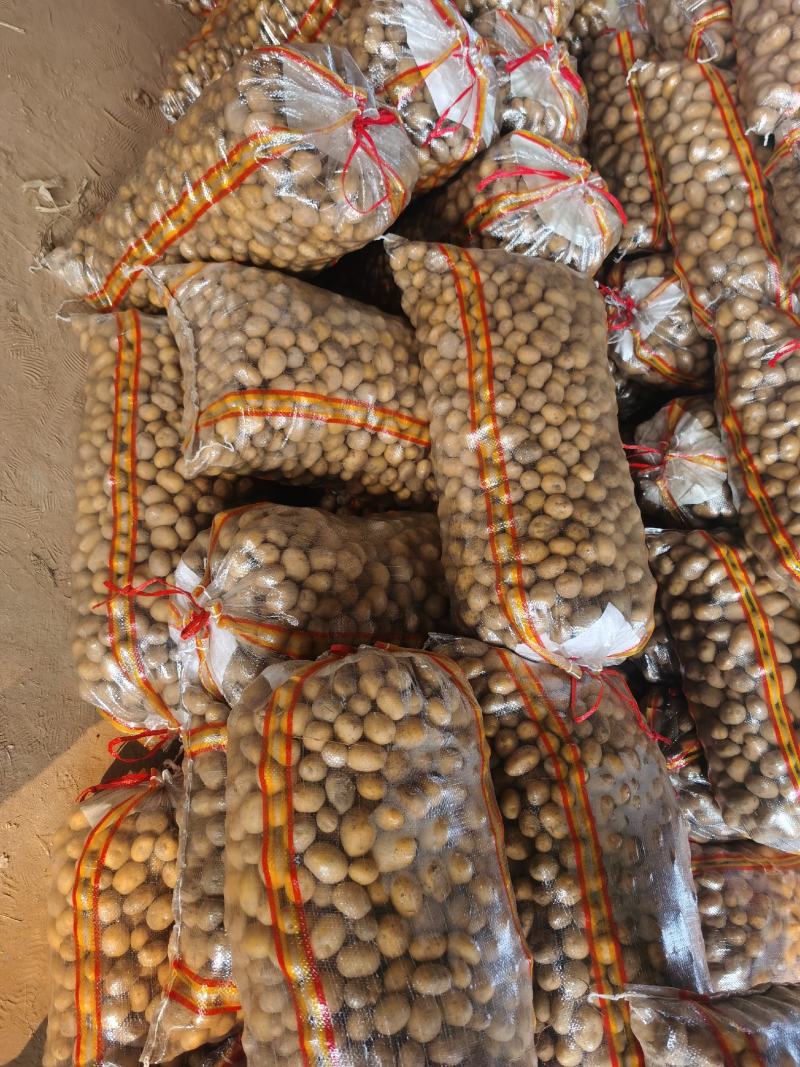 滕州新鲜精品小土豆20克到35克，箱装代装大量供应