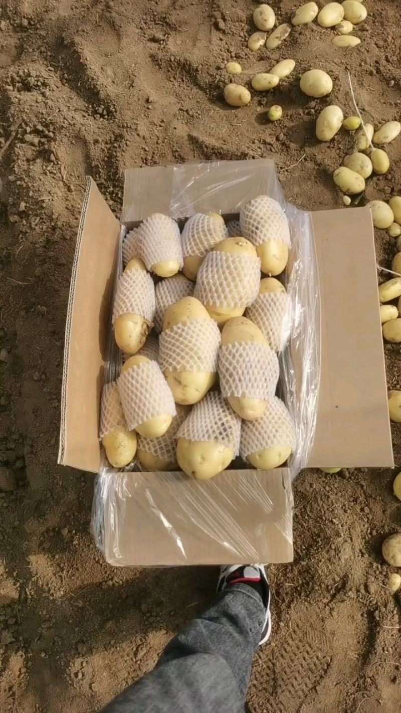 滕州大棚土豆V7沃土荷兰，支持各种规格，各种包装。