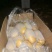 滕州大棚土豆V7沃土荷兰，支持各种规格，各种包装。