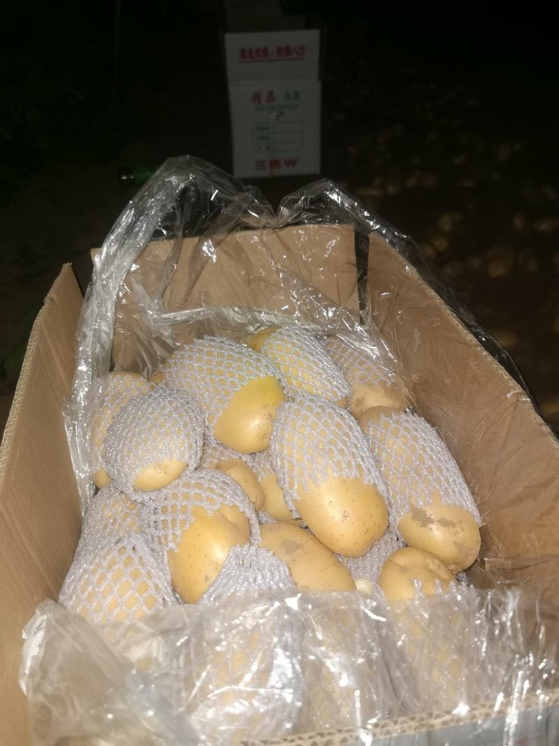 滕州大棚土豆V7沃土荷兰，支持各种规格，各种包装。