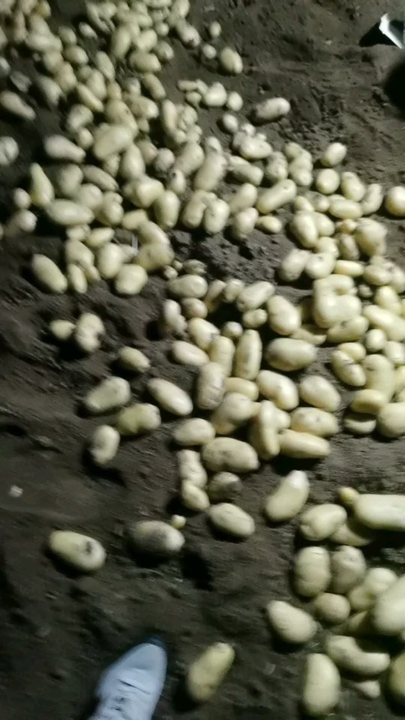 滕州精品土豆大量现货，支持各种规格