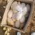 滕州精品土豆大量现货，支持各种规格