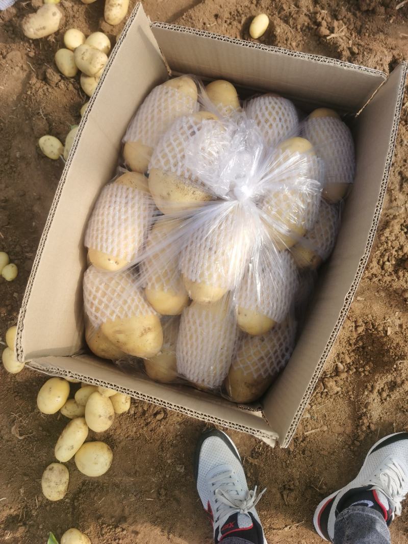 滕州精品土豆大量现货，支持各种规格