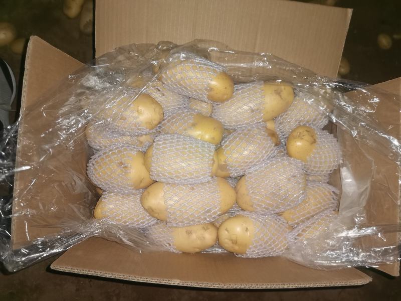 滕州精品土豆大量现货，支持各种规格